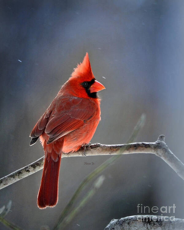 Nature Poster featuring the photograph Winter Morning Cardinal by Nava Thompson