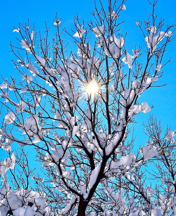 Tree Poster featuring the photograph Winter Sunlight by Jody Partin