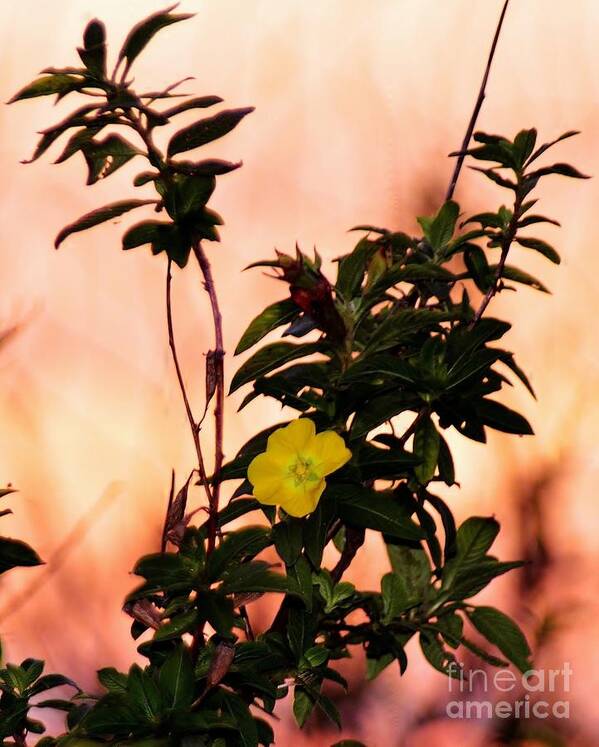 Yellow Flower Poster featuring the photograph Yellow Flower Sunset by Dane Stensen