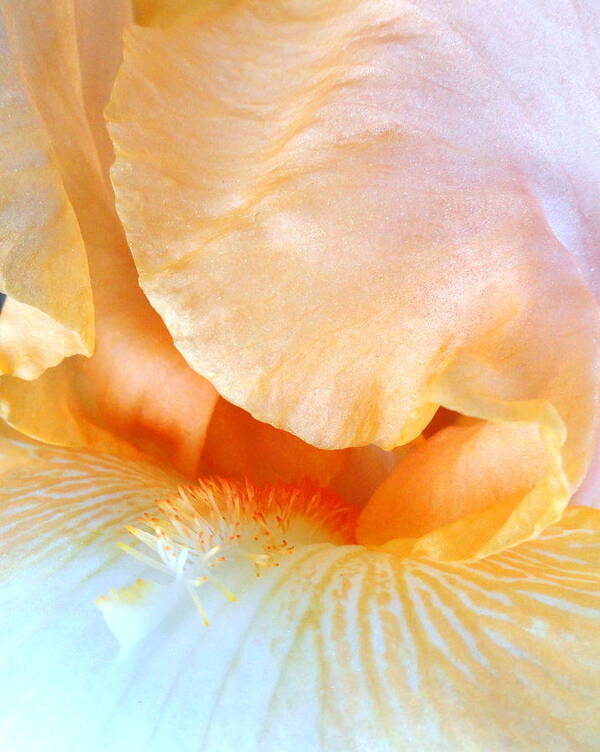 Bearded Iris Poster featuring the photograph Yellow Macro Beard by Mary Beth Landis