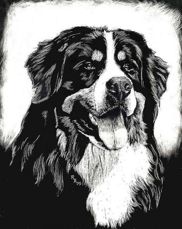 Bernese Mountain Dog Poster featuring the drawing Bernese Mountain Dog by Rachel Bochnia