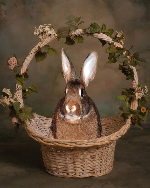 Animals Poster featuring the photograph Bunny In A Basket by Diane Bell