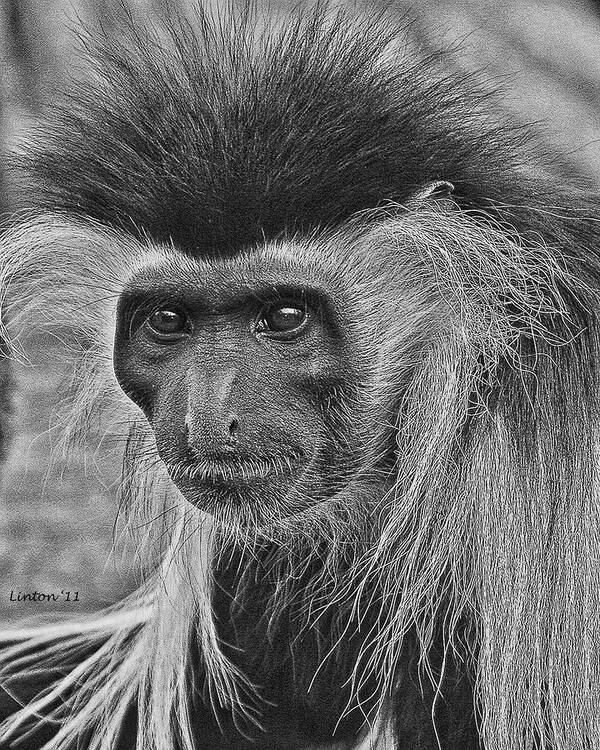 Colobus Monkey Poster featuring the digital art Colobus Monkey #1 by Larry Linton