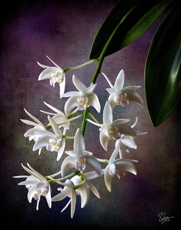 Flower Poster featuring the photograph Little White Orchids #1 by Endre Balogh