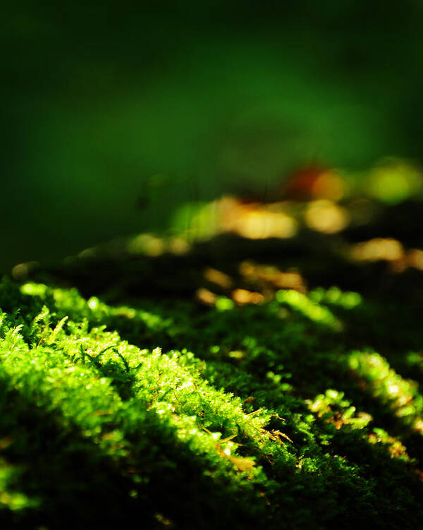 Moss Poster featuring the photograph One Hundred Ways #1 by Rebecca Sherman