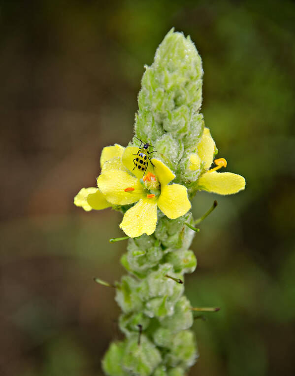 Ladybug Poster featuring the photograph 1209-1169 - Mullein Plant and Spotted Cucumber Beetle by Randy Forrester