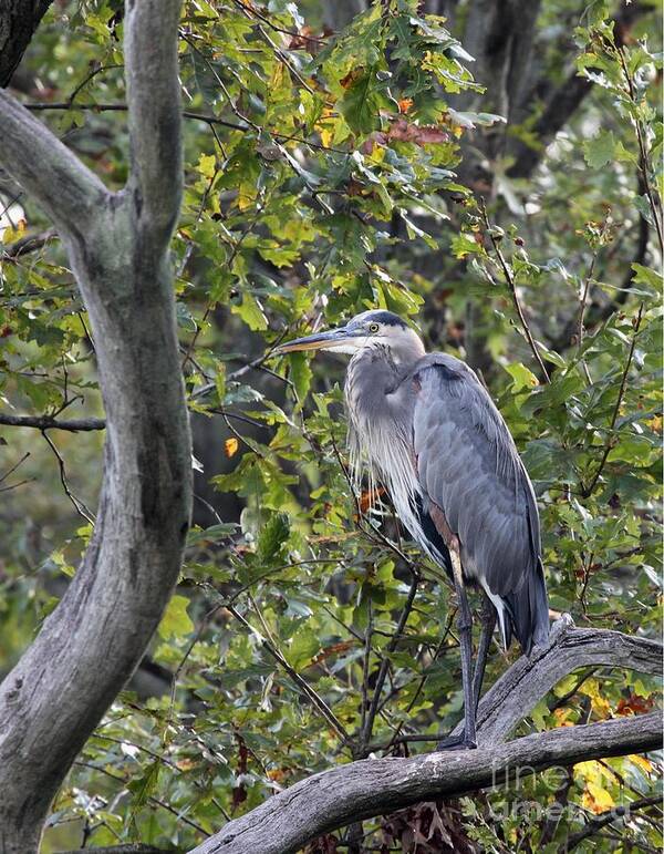Nature Poster featuring the photograph Great Blue Heron #19 by Jack R Brock