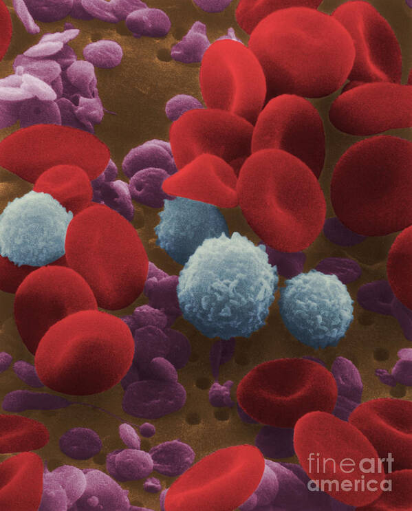 Blood Cell Poster featuring the photograph Human Blood Cells #2 by NIH / Science Source