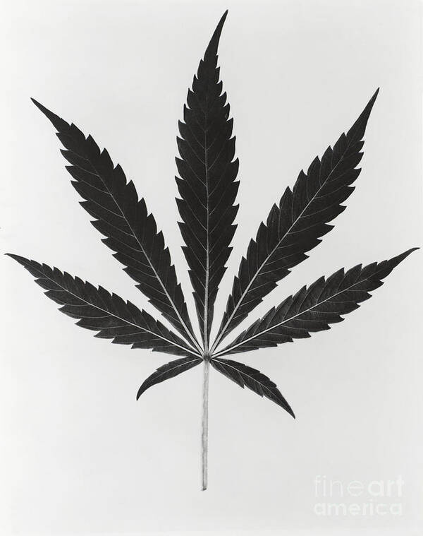 Plant Poster featuring the photograph Cannabis Sativa, Marijuana Leaf #3 by Science Source