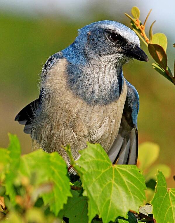 Alert Poster featuring the photograph Florida Scrub Jay #5 by Ira Runyan