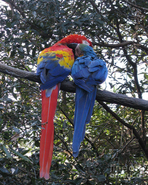 Birds Poster featuring the photograph Affection by Patricia Januszkiewicz