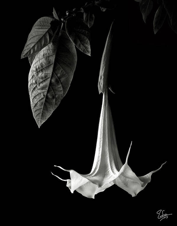Flower Poster featuring the photograph Angel Trumpet in black and White by Endre Balogh