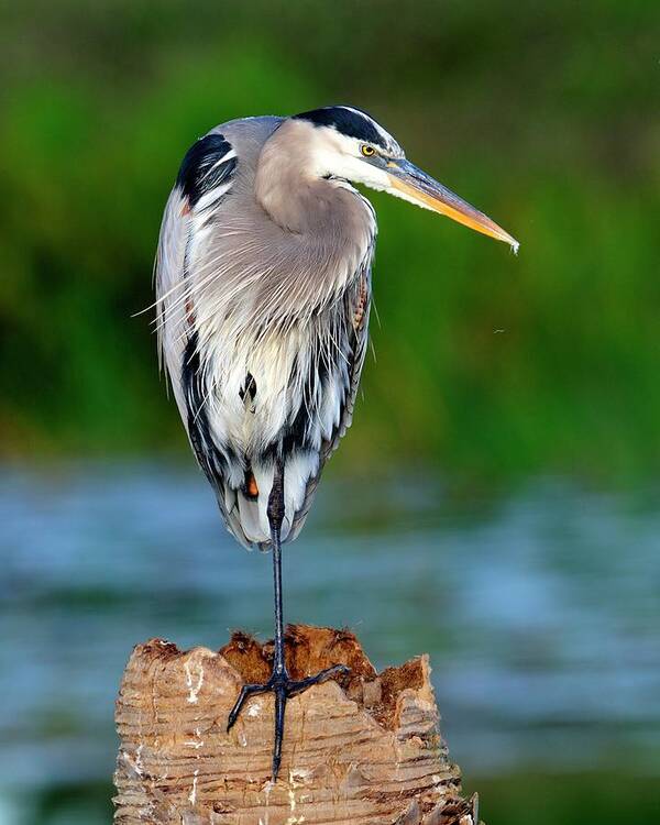 Heron Poster featuring the photograph Angry Bird by Bill Dodsworth