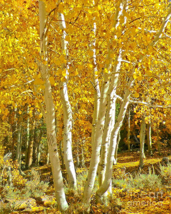 Aspen Poster featuring the photograph Aspen Claws by L J Oakes