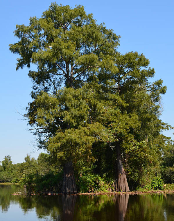 Tree Poster featuring the photograph Atchafalaya Basin 49 Southern Louisiana by Maggy Marsh
