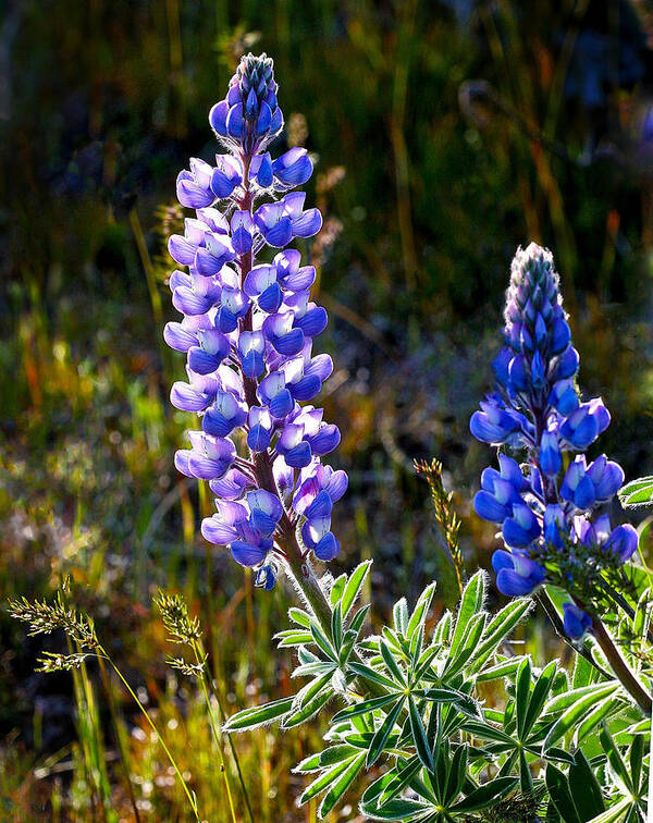 Flower Poster featuring the photograph Back lit lupine by Jean Noren