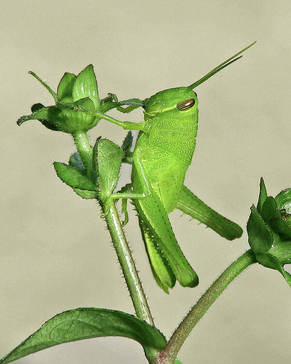 Nature Poster featuring the photograph Bird Grasshopper Nymph by Peggy Urban