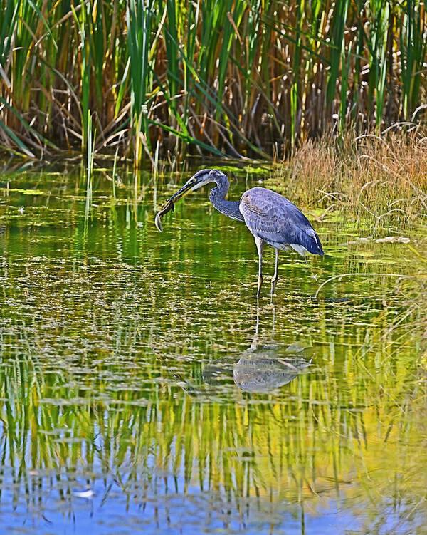 Blue Heron Poster featuring the photograph Blue Heron Eats Lunch3 by Edward Kovalsky