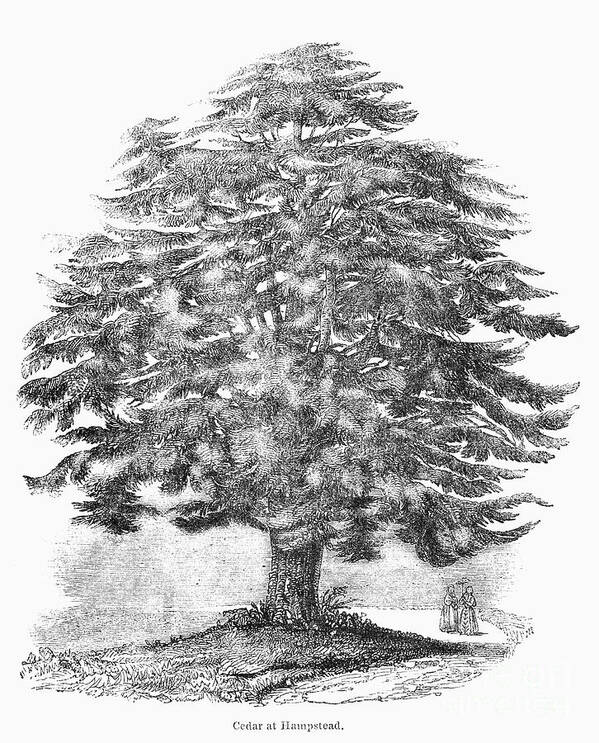 19th Century Poster featuring the photograph Botany: Cedar Tree by Granger