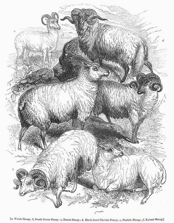 1841 Poster featuring the photograph Breeds Of Sheep, 1841 by Granger