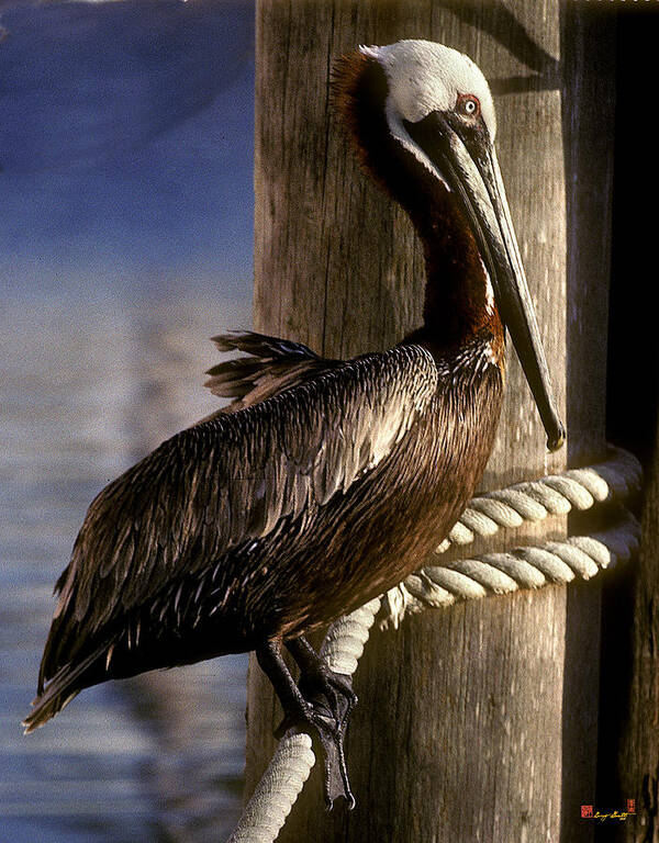 Birds Poster featuring the photograph Brown Pelican in Key West 9L by Gerry Gantt