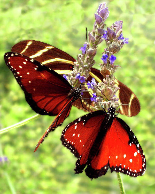 Butterflies Poster featuring the photograph Butterflies by Timothy Bulone