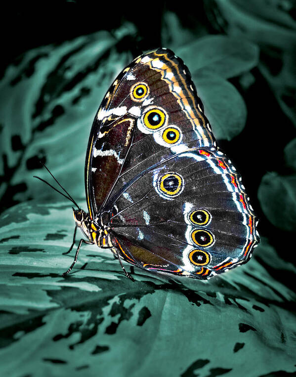 Butterfly Poster featuring the photograph Butterfly 2 by Jim Painter