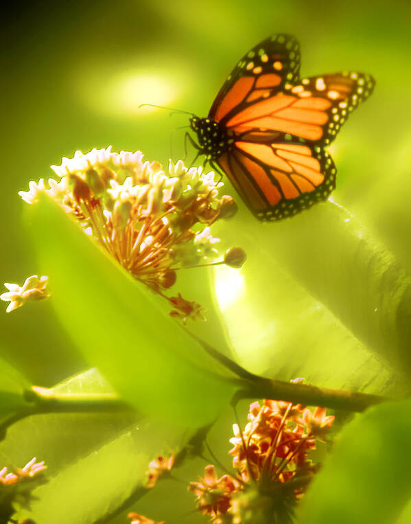 Butterfly Poster featuring the photograph Butterfly by Jim Painter