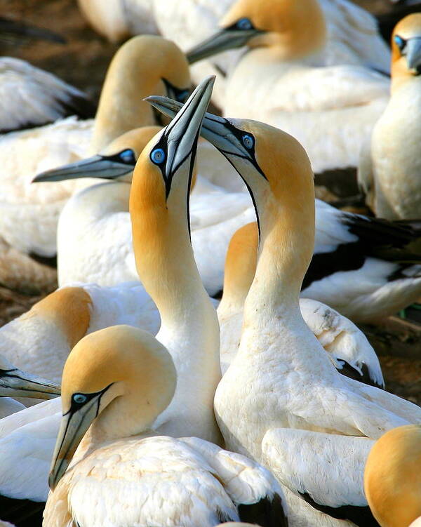 Gannet Poster featuring the photograph Cape Gannet Courtship by Bruce J Robinson
