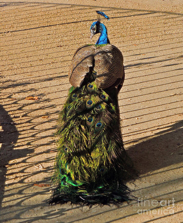 Peacock Poster featuring the photograph Emerald Train by KD Johnson