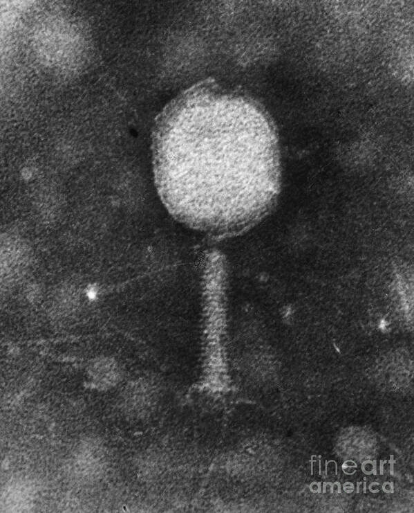 Science Poster featuring the photograph Enterobacteria Phage T2 by Omikron