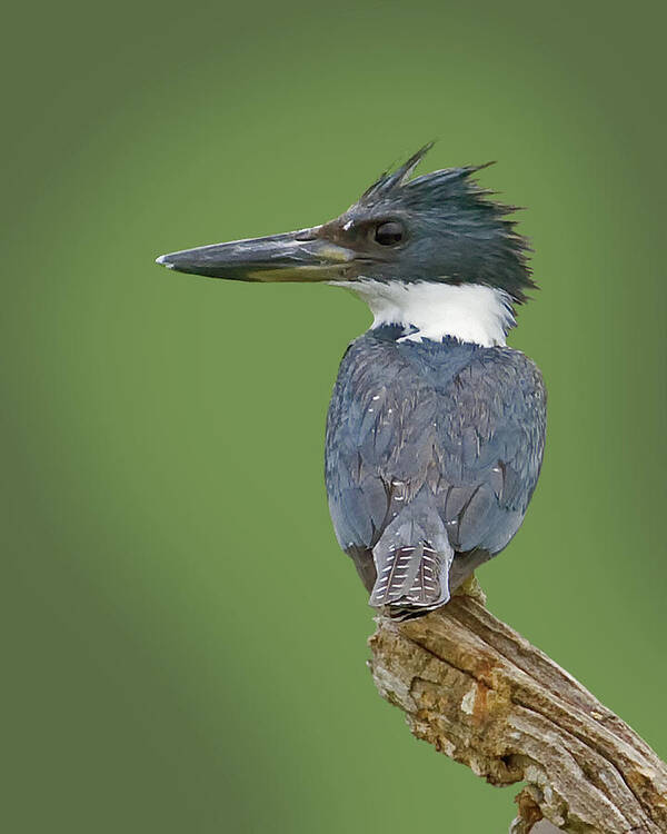 Ringed Kingfisher Poster featuring the photograph Fisher King by Larry Linton