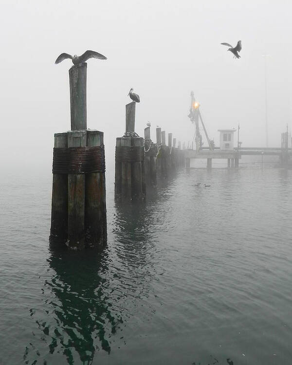Birds Poster featuring the photograph Foggy Pier by Frances Miller