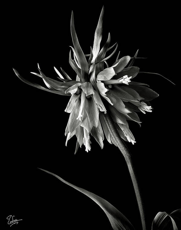 Flower Poster featuring the photograph Frittilaria in Black and White by Endre Balogh