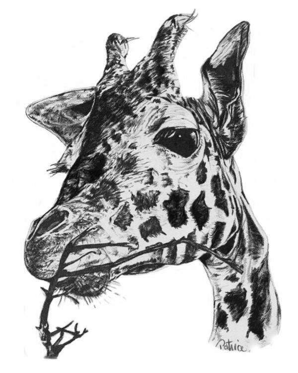 Giraffe Poster featuring the drawing Giraffe by Patrice Clarkson