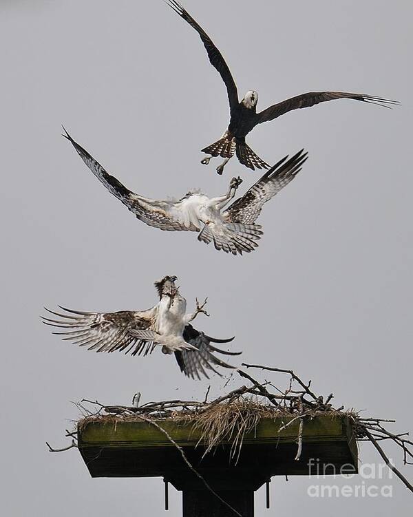 Osprey Poster featuring the photograph Go Away by Craig Leaper