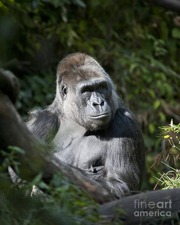 Gorilla Poster featuring the photograph Gorilla by Chris Dutton