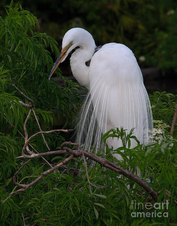 Egret Poster featuring the photograph Great Egret Nesting by Art Whitton