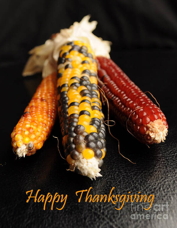 Holiday Poster featuring the photograph Happy Thanksgiving Card No.1 by Luke Moore