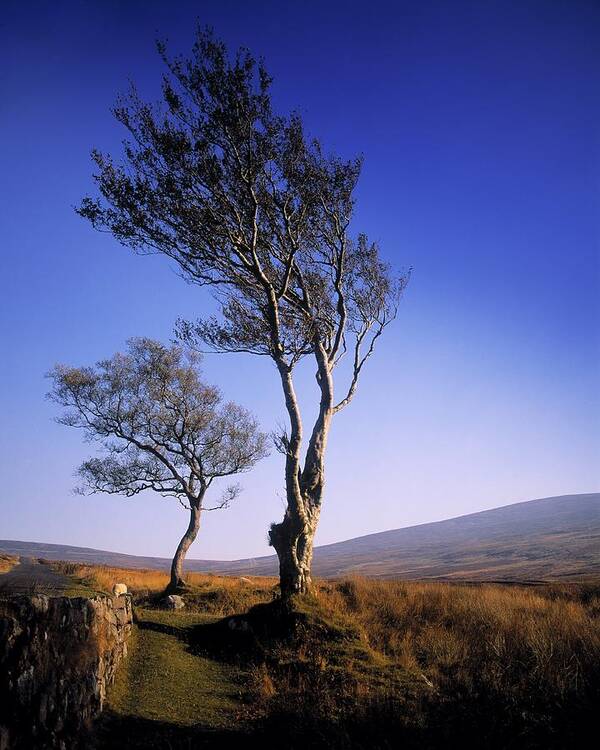 Scenery Poster featuring the photograph Hawthorn Trees In Sally Gap, County by The Irish Image Collection 