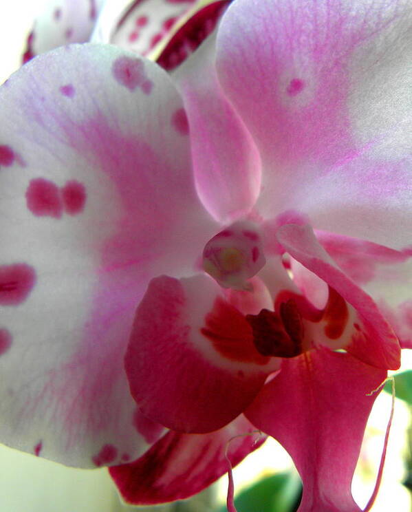 Orchid Poster featuring the photograph Hybrid Orchid by Kim Galluzzo