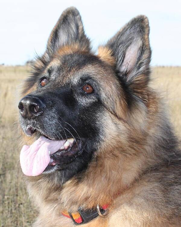 German Shepherd Poster featuring the photograph I'm Listening by Pat Purdy