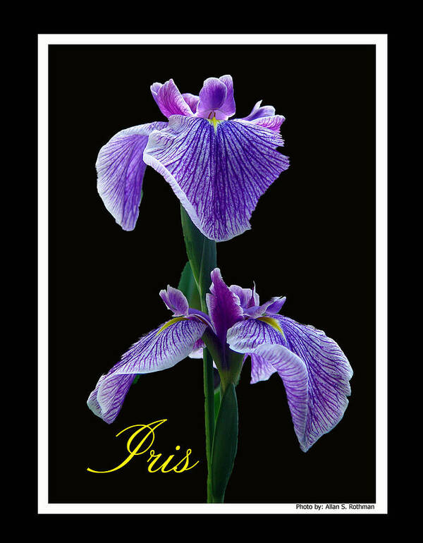 Iris Poster featuring the photograph Iris by Allan Rothman