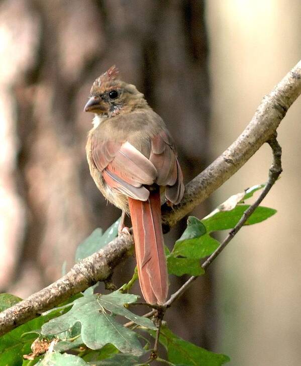 Cardinal Poster featuring the photograph Juvenile Female Cardinal Camouflaged by Diane Giurco