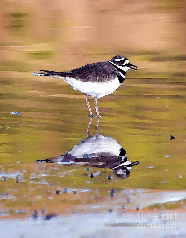 Killdeer Poster featuring the photograph Killdeer Reflection by Betty LaRue