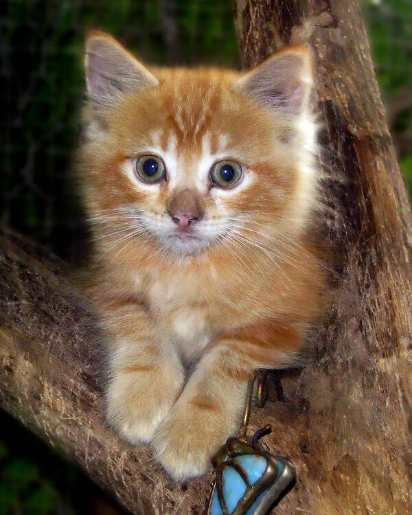 Kitty Poster featuring the photograph Kitten in Tree by Joe Myeress