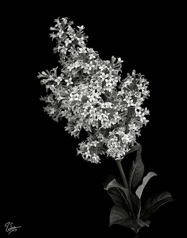Flower Poster featuring the photograph Lilac in Black and White by Endre Balogh