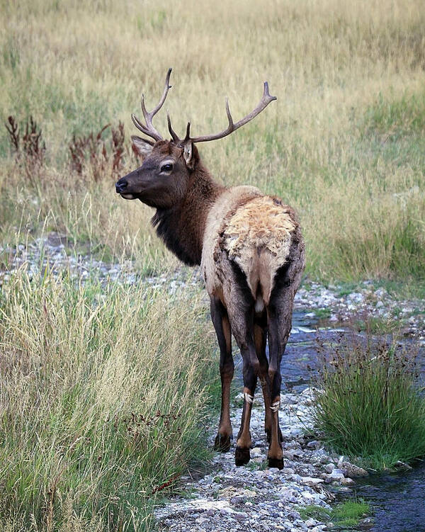 Bull Elk Poster featuring the photograph Looking Back Bull by Steve McKinzie