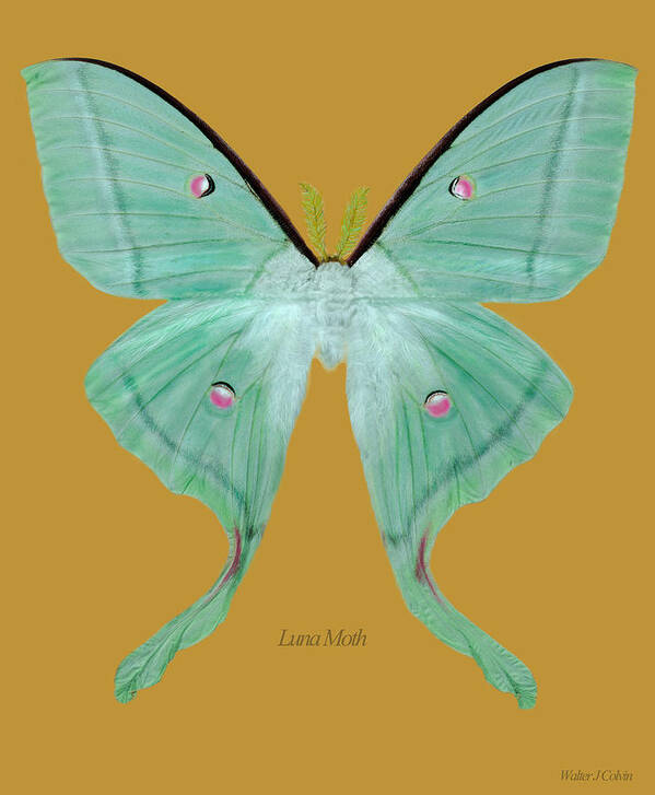 Moth Poster featuring the digital art Luna Moth by Walter Colvin