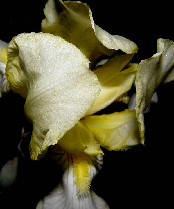 Iris Poster featuring the photograph Miss Bearded Iris at night by Kim Galluzzo